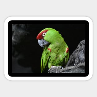 Thick Billed Parrot Sticker